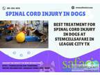 Best Treatment For Spinal Cord Injury in Dogs at Stemcellsafari