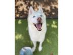 Adopt Krypto a White - with Tan, Yellow or Fawn Husky / German Shepherd Dog /