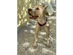 Adopt Ziva a Tan/Yellow/Fawn American Pit Bull Terrier / Mixed dog in Key West