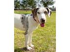 Adopt Esther a Merle Australian Shepherd / Great Dane / Mixed dog in Corona