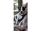 Adopt Zoey a White - with Black Bull Terrier / Bull Terrier dog in Berkley