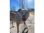 Adopt Stella a Tan/Yellow/Fawn Pit Bull Terrier / Mixed dog in Brownstown
