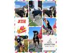 Adopt Jessie a Black - with Tan, Yellow or Fawn Mixed Breed (Medium) / Pit Bull