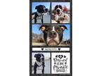 Adopt McMuffin a Black - with White Mixed Breed (Medium) / Pit Bull Terrier /