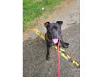 Adopt Arlo a Black Mixed Breed (Medium) / Boxer / Mixed dog in Brownstown