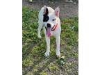 Adopt Princeton a White - with Black Mixed Breed (Medium) / Pit Bull Terrier /