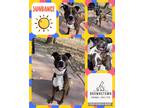 Adopt Sundance a Brindle - with White Mixed Breed (Medium) / Pit Bull Terrier /