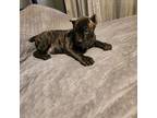 Cane Corso Puppy for sale in Muncie, IN, USA