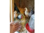12 serama chicken hatching eggs - Opportunity