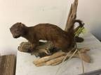Vintage Mink Weasel Taxidermy Beautiful Mount Standing On - Opportunity