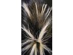 SKUNK TAIL- LONG HAIR.5"Great Tying Hair.Durable #101 - Opportunity