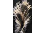 SKUNK TAIL- LONG HAIR.5" to 6"Great Tying - Opportunity