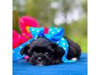 Shorkie Tzu Puppy for sale in Lena, LA, USA