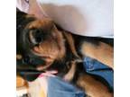 Rottweiler Puppy for sale in Channahon, IL, USA