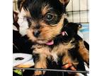 Yorkshire Terrier Puppy for sale in Tacoma, WA, USA