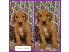 Irish Setter Puppy for sale in Waxahachie, TX, USA