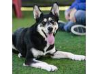 Adopt A811783 a German Shepherd Dog, Mixed Breed