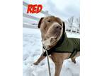 Adopt Red a Staffordshire Bull Terrier, Shar-Pei
