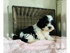 ShihPoo PUPPY FOR SALE ADN-509504 - Litter of Shihpoo Puppies