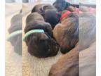 Cane Corso PUPPY FOR SALE ADN-509061 - Cane Corso Registered Puppies