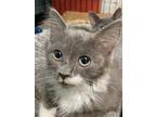 Adopt Yule - kitten a Domestic Medium Hair
