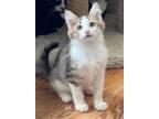 Adopt Lux TCC a Domestic Long Hair, Maine Coon