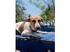 Adopt Blanquita a English Coonhound, Mixed Breed