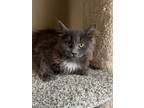 Adopt Cindy Lou Who a Nebelung, Domestic Long Hair