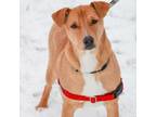 Adopt Solange a Mixed Breed