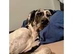 Adopt Orion a Great Dane