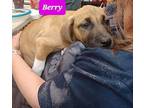 Berry Black Mouth Cur Puppy Female