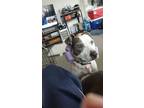 Adopt Lucky a Pit Bull Terrier, Mixed Breed