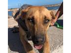 Adopt Miky a Black Mouth Cur, Great Dane