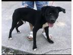 Adopt Seger a Pit Bull Terrier, Black Labrador Retriever