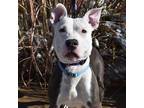 GRAVY American Pit Bull Terrier Young Male