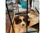 Border Collie Puppy for sale in Davis, CA, USA