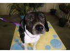Adopt *THISTLE a Black - with White Beagle / Mixed dog in Ocala, FL (36647049)