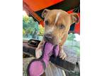 Adopt Gypsy a Tan/Yellow/Fawn - with White Staffordshire Bull Terrier / American