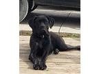 Adopt Athena a Black Cane Corso / Cane Corso / Mixed dog in Bancroft