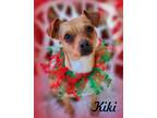 Adopt Kiki a Red/Golden/Orange/Chestnut - with White Dachshund / Terrier