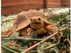 Adopt Walker A Tortoise Reptile, Amphibian, And/or Fish In San Tan Valley