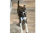 Adopt Urkle a Brindle - with White Boxer / Hound (Unknown Type) / Mixed dog in