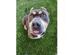 Adopt PETER a Brown/Chocolate - with Tan American Pit Bull Terrier / Mixed dog