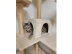 Adopt Louie a Gray, Blue or Silver Tabby American Shorthair / Mixed (short coat)
