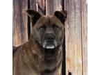 Adopt Deacon a Brown/Chocolate Labrador Retriever / Black Mouth Cur / Mixed dog