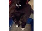 Felix Domestic Mediumhair Kitten Male