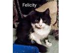 Felicity Domestic Longhair Kitten Female