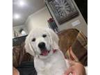 Labrador Retriever Puppy for sale in Snyder, TX, USA