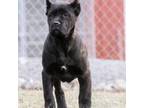 Cane Corso Puppy for sale in Cable, OH, USA
