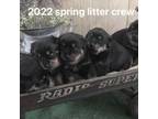 Rottweiler Puppy for sale in Acme, PA, USA